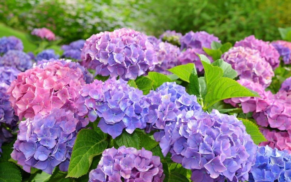 ���� ��� ���������: ������� ��������, ������� ����� �����