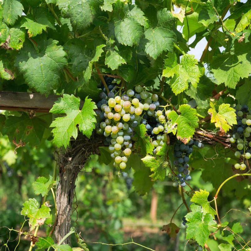 ��� �������� �������� �� ������: ������� ��������� �����