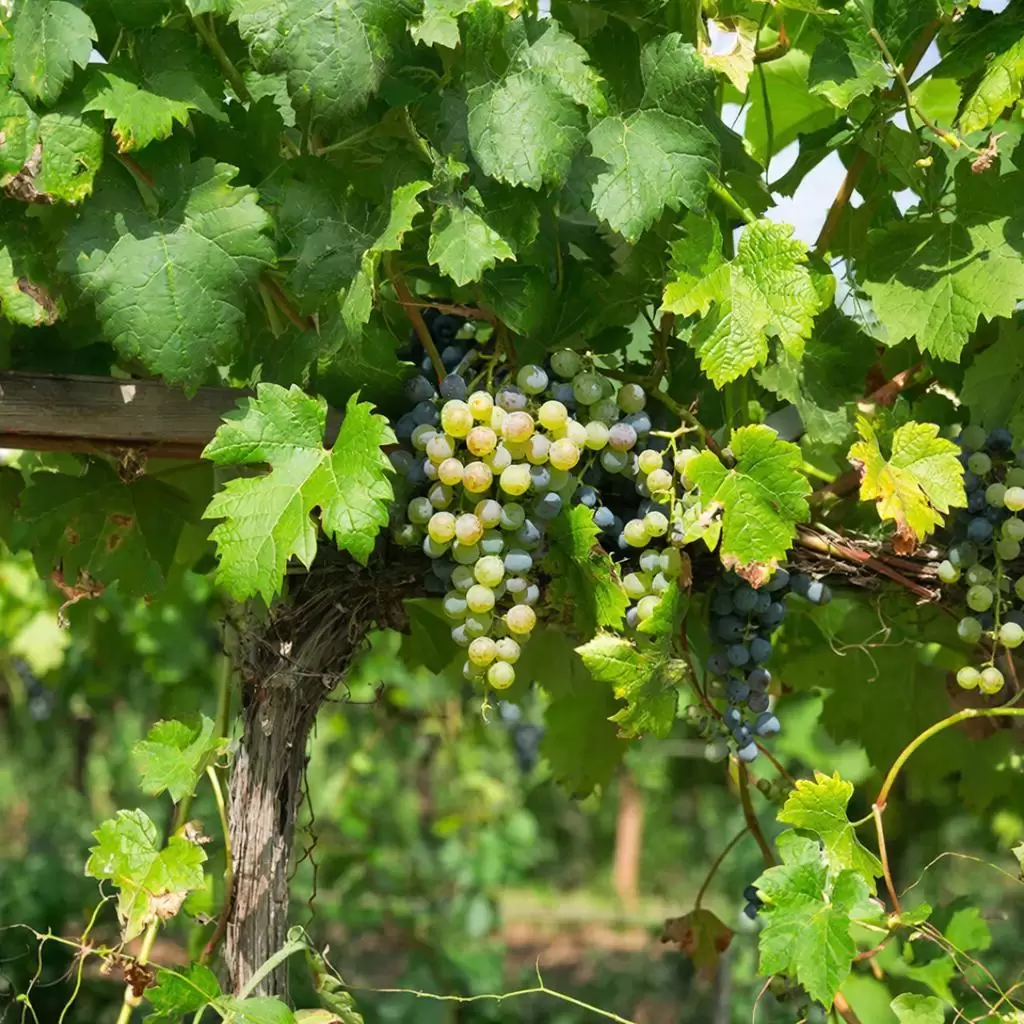 Как защитить виноград от милдью: секреты успешного ухода