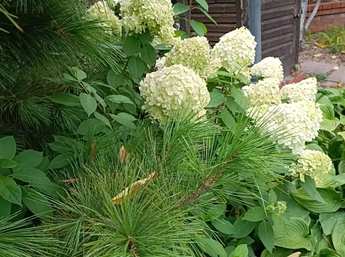 Почему правильное подкисление почвы так важно для гортензий?