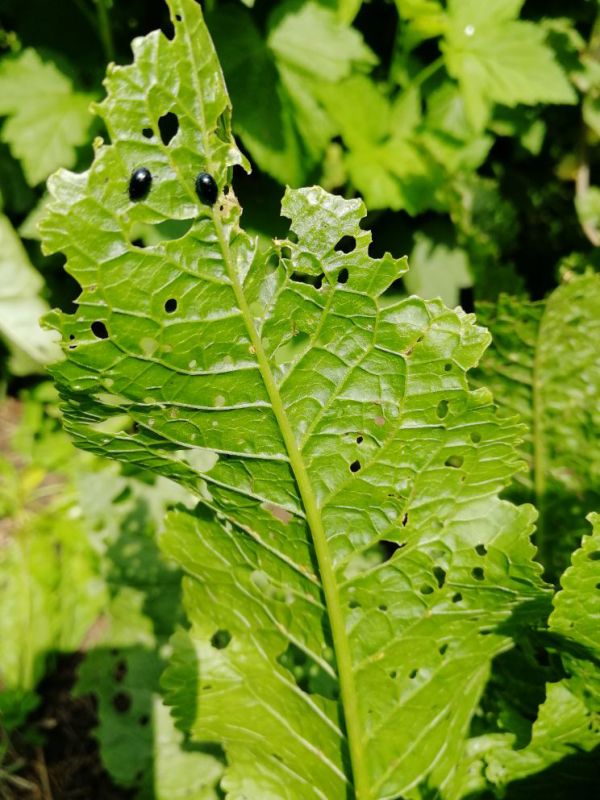 ��� ���������� ����: ������� � ������ ��� ��������