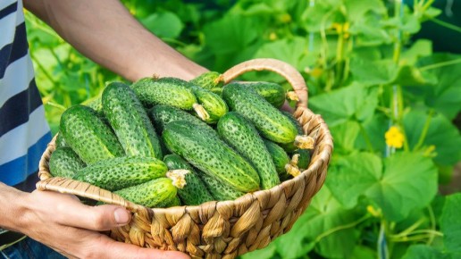 Почему самоопыляемые огурцы — секрет успешного тепличного фермерства
