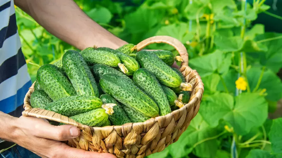 Почему самоопыляемые огурцы — секрет успешного тепличного фермерства