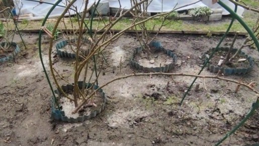 Как правильно укрыть розы на зиму: секреты успешного зимовки