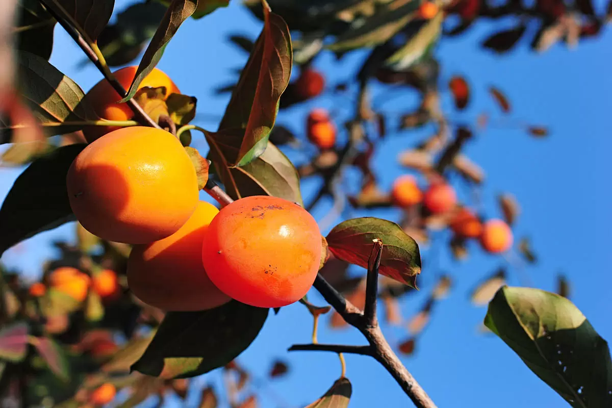 Что нужно знать о хурме: от выбора до рецептов
