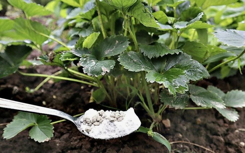 ��� ��������� �� ��������� � ��������: ������� ��������� ������ �� ��������� ���