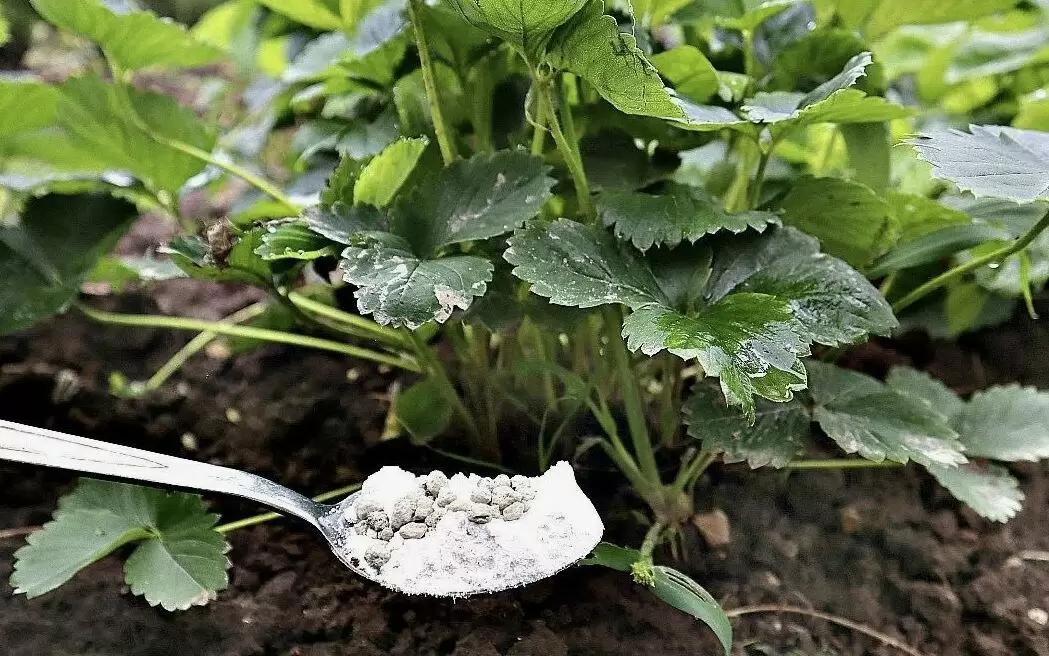 Как ухаживать за клубникой в сентябре: секреты успешного урожая на следующий год