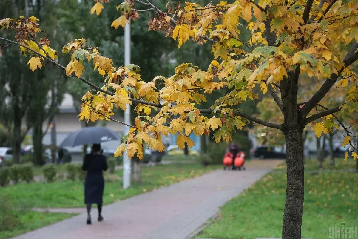 Дерева, которые не стоит сажать в саду: советы экспертов