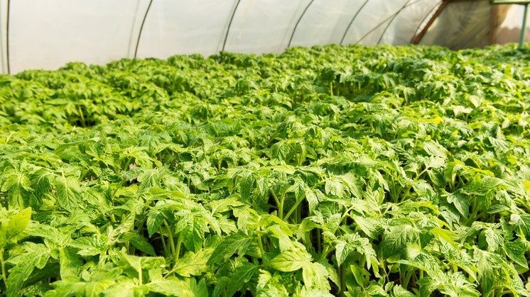 ��� ���� �������: ����������� � �������� ������� ���������� ����������� ����������