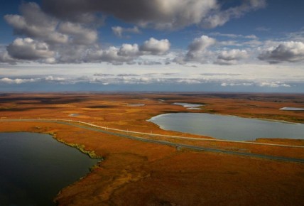 В России подсчитали северных оленей