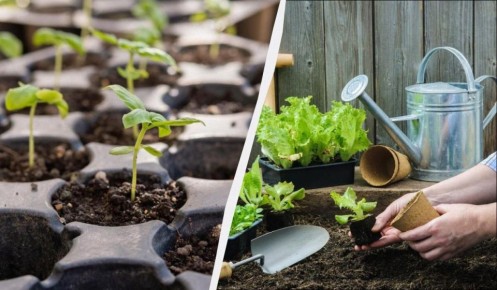 Что надо успеть сделать на даче в феврале: советы дачникам