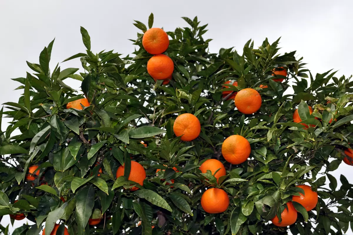 Влияние агрохимикатов на японские мандариновые сады: новая перспектива