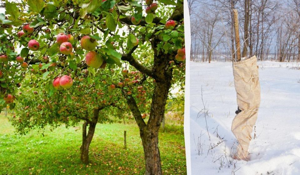 ����������� ������� ������� ������ �� ������ ������