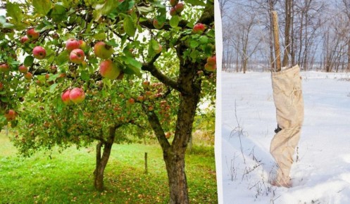 Эффективные способы укрытия яблонь на зимний период