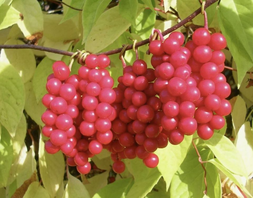 �������� ���������: ������������ �������� ��� ������ ����