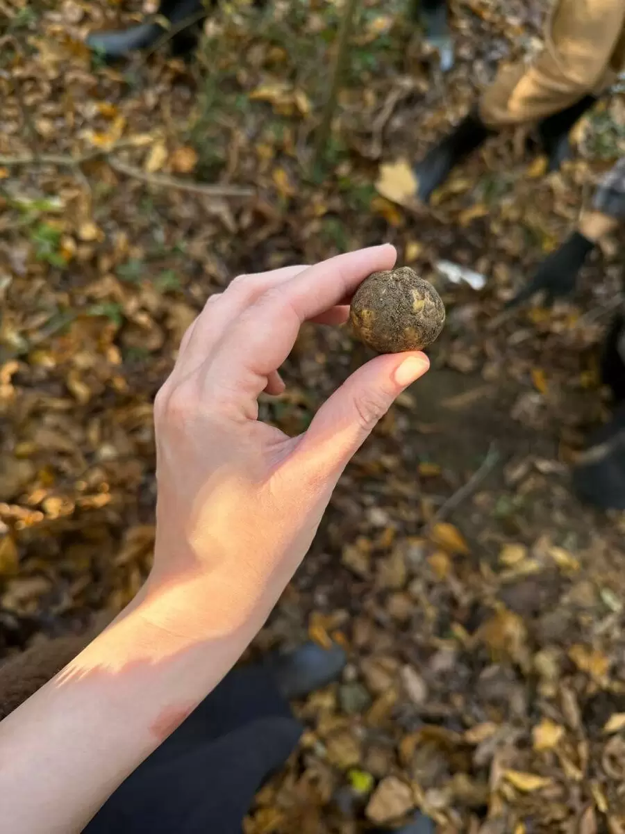 Боевая охота за трюфелями: Пьемонт расцветает ароматами