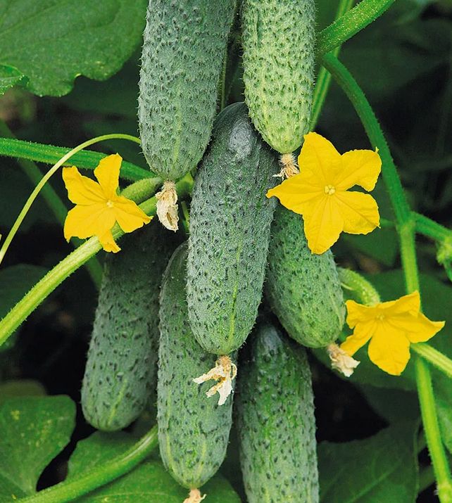 ������� ��������� ������ ������� � ������ ����: ��� �������� ��������� ������