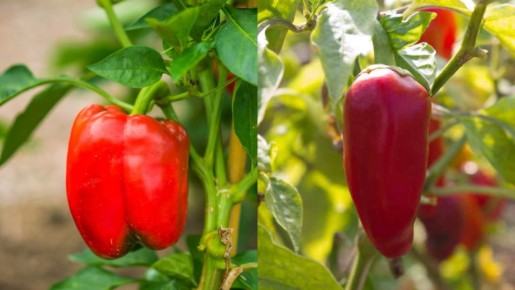 ����� ������ ����� �������� �����: ������ ������ ������ ��� ��� � ����?