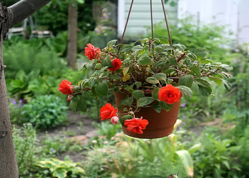 Как победить паутинного клеща: проверенные методы и советы