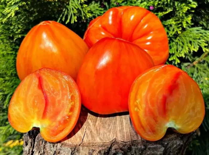 Томат Чудо Арканзаса: секреты старинного сорта, который удивляет