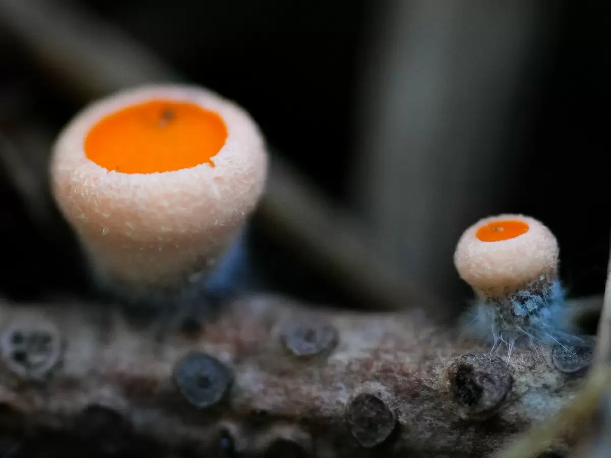 Яркие оранжевые грибы радуют глаз на берегу Телецкого озера