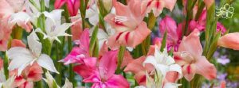 ��� ��������� ���������� ����������: ������ � ������� ��� ������� ��������