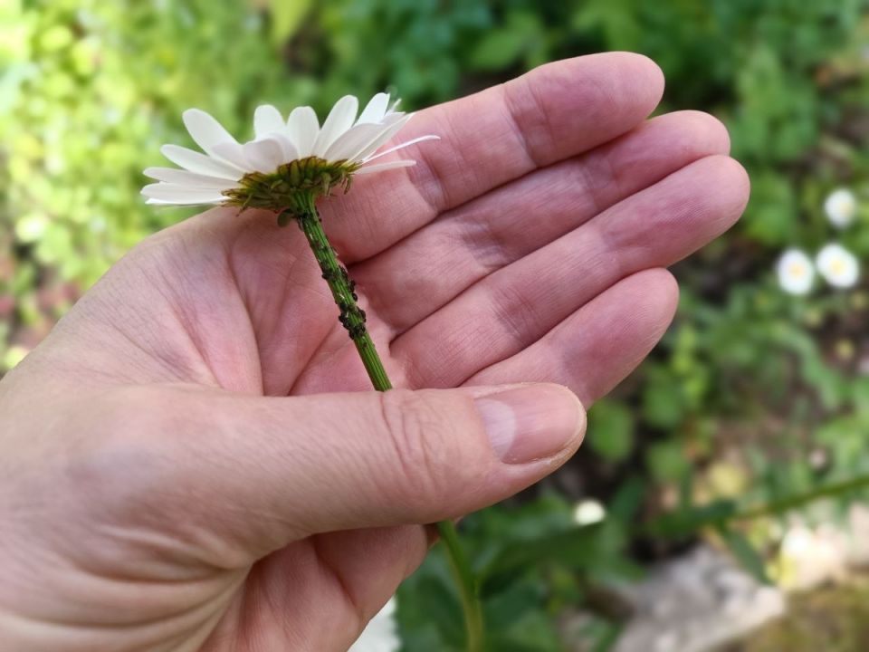 ������ �������� �� ������� �� ���: �������� ������� � ����������� �������