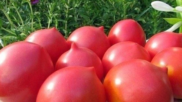 ���-5 ���������� ������ ������� � �������� ������������� �������