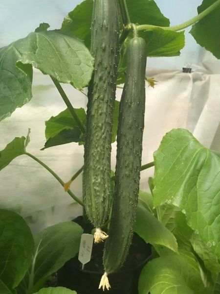 ������ �� ��� F1: ������������ ����� ��� ������ ���� � ���������� ������������