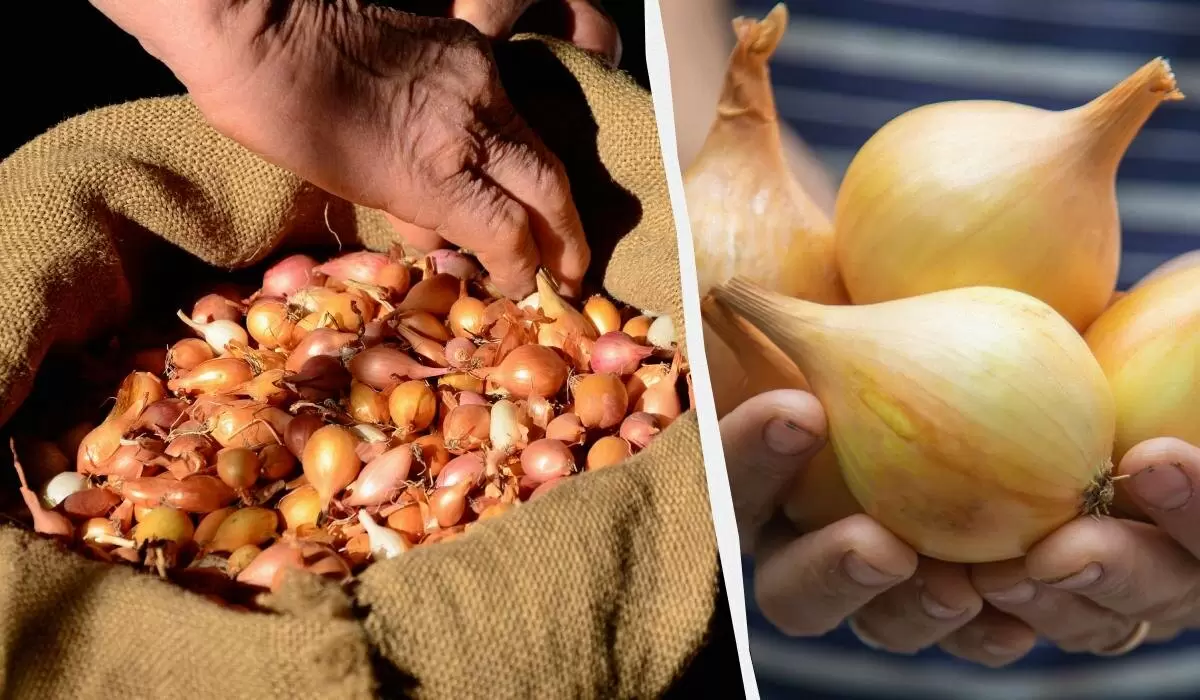 Как замачивание лука перед зимней посадкой увеличивает урожай