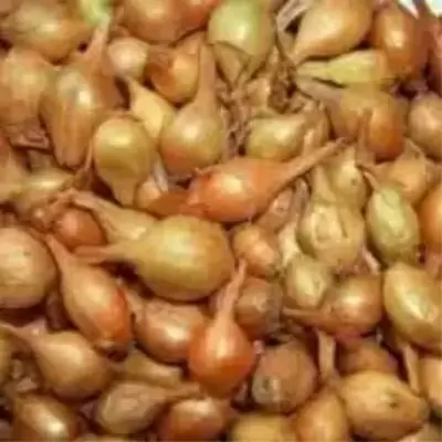 Лук Русалка: секрет сладости и высокой продуктивности на вашем огороде