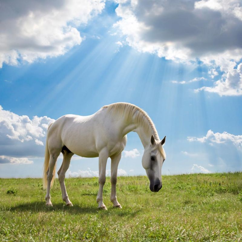 ��������� �����: ������� ������������� ��������� ��� ������ ����