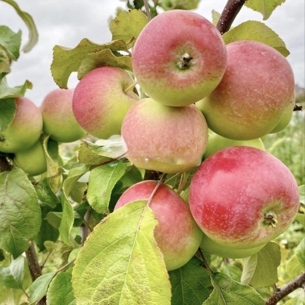 ������ ��������� ������: ������� ����, ������� ����������� ������ ���������