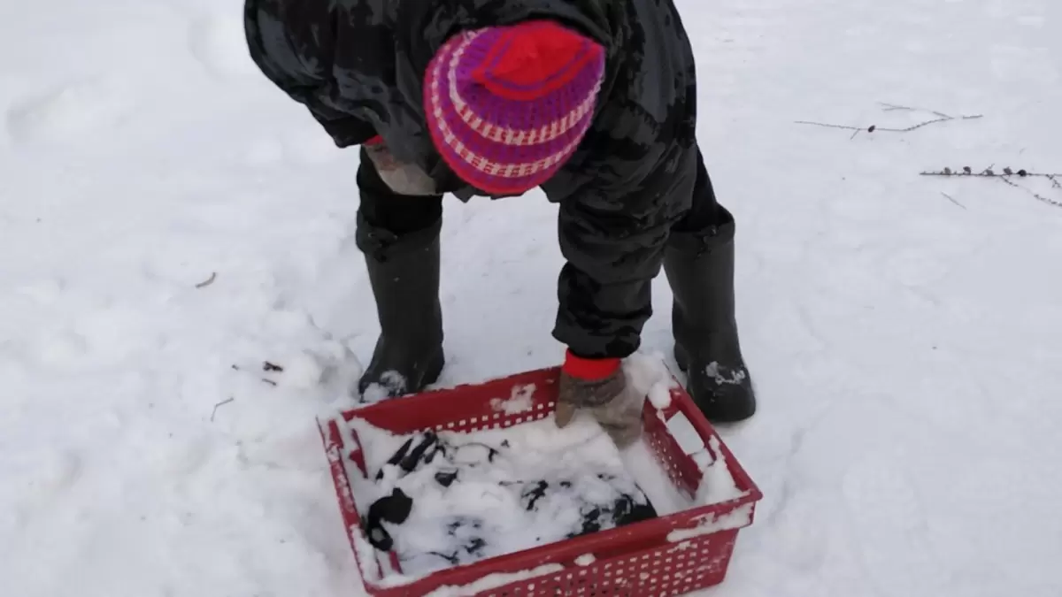Что сажать под снегом: секреты успешного декабрьского урожая