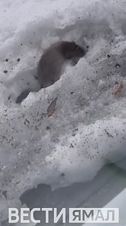 ���� ���������, �������! �� ����, �� ������� � �������� ������ ���� � 65 �� ����� ������ � ����������