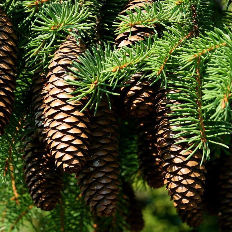 ������ ������� ����� �������� �������� �����