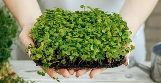 ��� ��������� ����������� � ��������� ��������