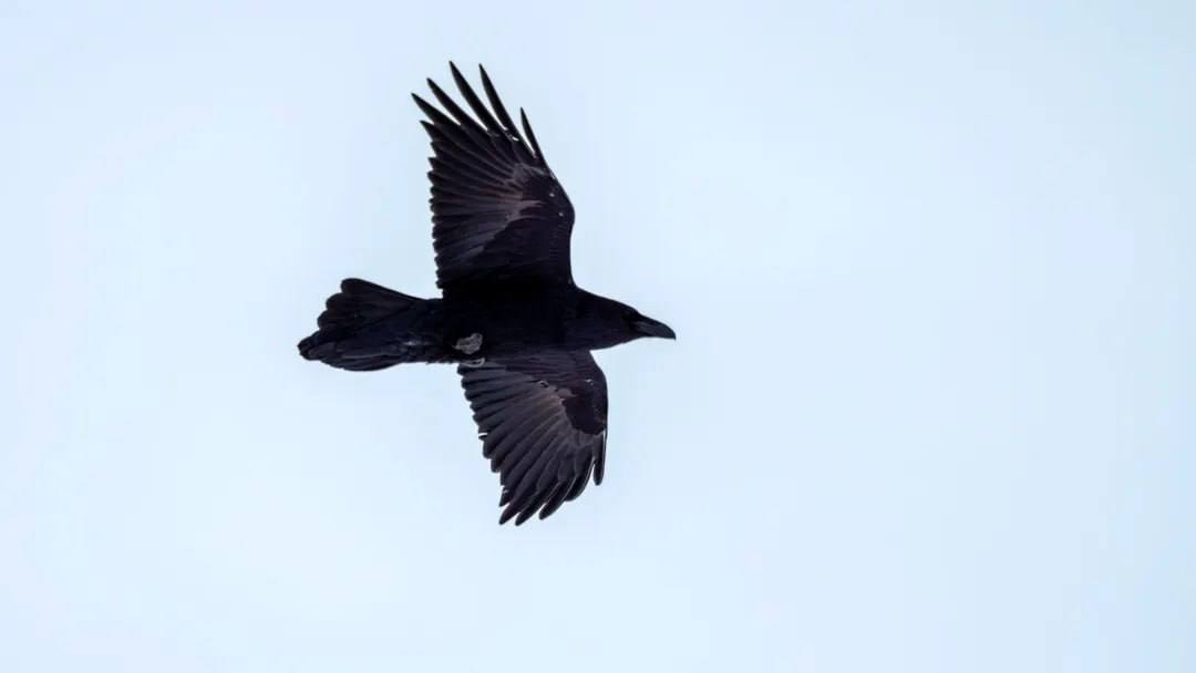 Учёные расскажут северянам о ямальских птицах