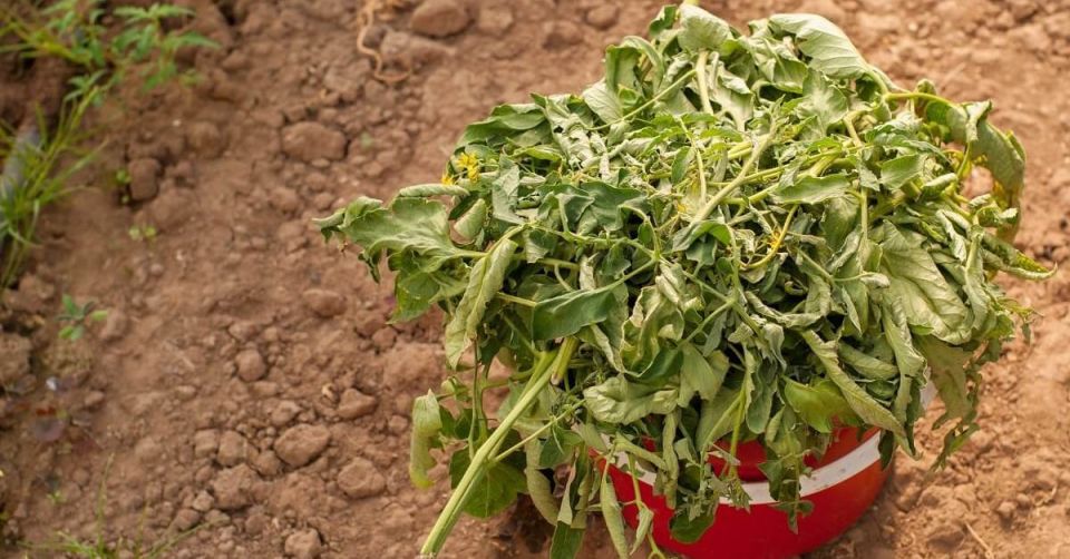 ��� ������������ ������� ������������ � ��������� ��� ������ �������