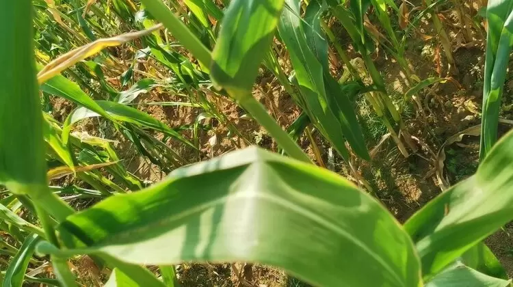 Кризис на рынке азотных удобрений: канадские фермеры ищут новые решения