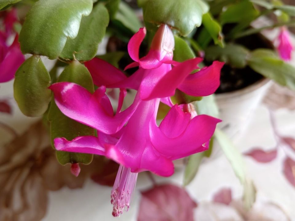 ��� ����������� ��������� � ������� �������� � ������ ����