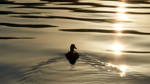 Ямальцы поддержали прежние сроки весенней охоты