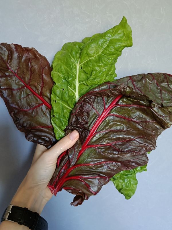 ������ ���������: ��������� ��� ��������� ���� � ��������