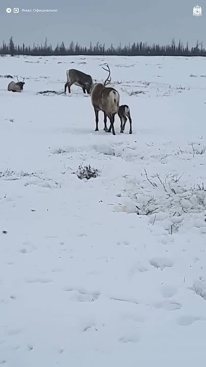 ����� �� ����� ��� �������� ������� ��������� � ���������� ������� ��������