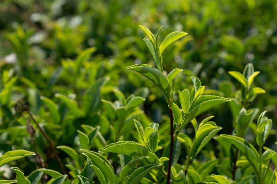 ����������� ����� ����������� ������ ���������: 100 �� ��������� ������� ������� �� �����������