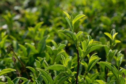 Туапсинский округ восстановил чайные плантации: 100 кг собранных листьев впервые за десятилетие