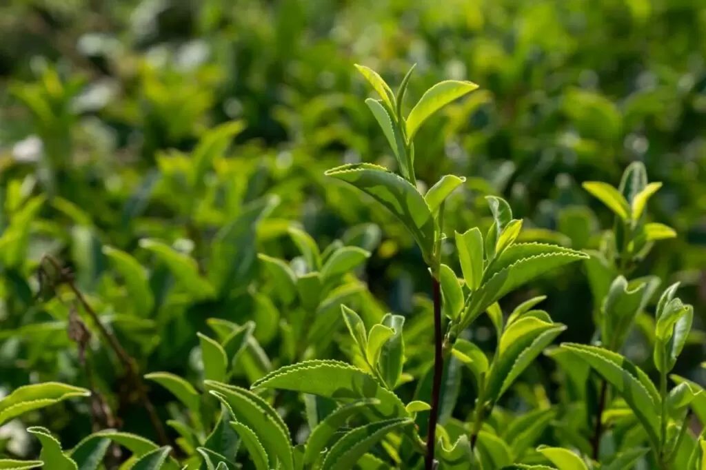 Туапсинский округ восстановил чайные плантации: 100 кг собранных листьев впервые за десятилетие