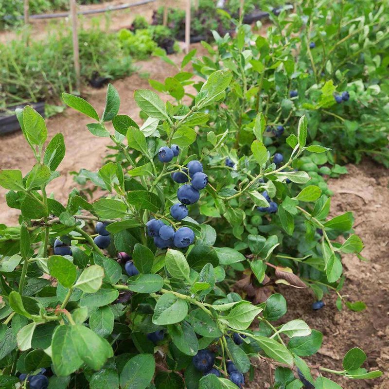 �������� �� ����� �������: ������� ��������� �����������