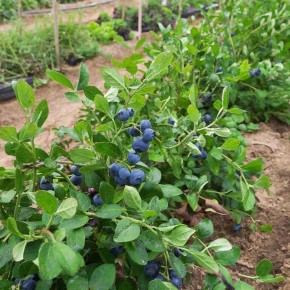 Голубика на вашем участке: секреты успешного выращивания