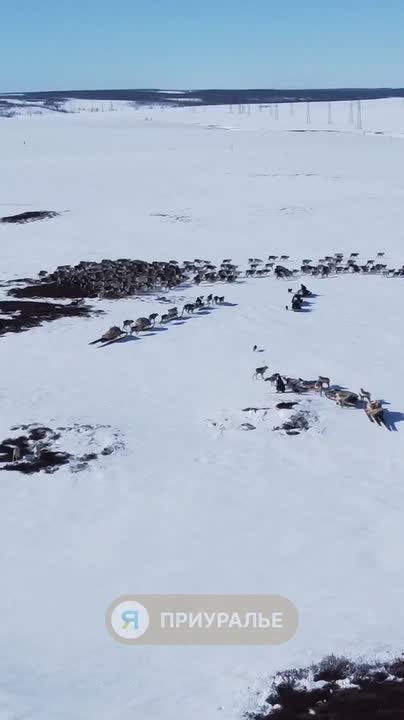 Приуральские кочевники гонят оленей на летовку
